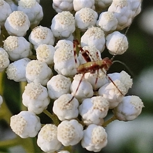 Caedicia simplex at Goulburn, NSW - 22 Nov 2024 07:43 AM