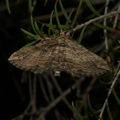 Chrysolarentia leucophanes (Pale-tipped Carpet) at Freshwater Creek, VIC - 13 Nov 2024 by WendyEM