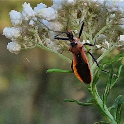 Gminatus australis (Orange assassin bug) at Goulburn, NSW - 21 Nov 2024 by trevorpreston