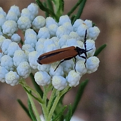 Porrostoma rhipidium (Long-nosed Lycid (Net-winged) beetle) at Goulburn, NSW - 21 Nov 2024 by trevorpreston