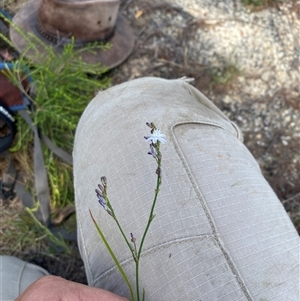 Caesia parviflora (Pale Grass-lily) at Oallen, NSW by JT1997