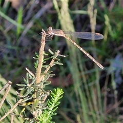 Austrolestes leda (Wandering Ringtail) at Goulburn, NSW - 21 Nov 2024 by trevorpreston