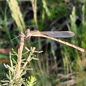 Austrolestes leda at Goulburn, NSW - 22 Nov 2024