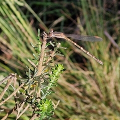 Austrolestes leda at Goulburn, NSW - 22 Nov 2024