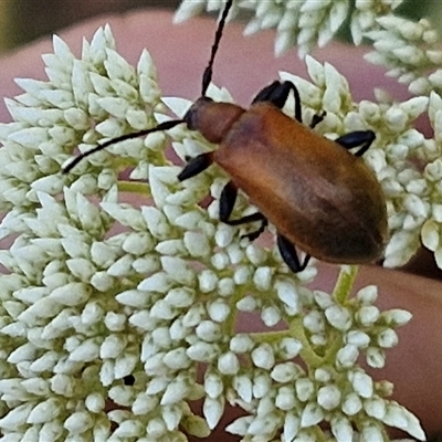 Ecnolagria grandis (Honeybrown beetle) at Goulburn, NSW - 21 Nov 2024 by trevorpreston