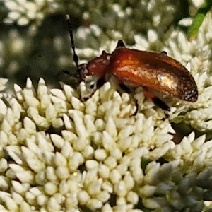 Ecnolagria grandis at Goulburn, NSW - 22 Nov 2024 07:34 AM