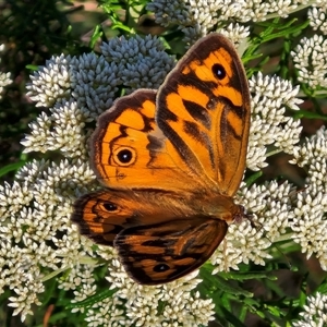 Heteronympha merope (Common Brown Butterfly) at Goulburn, NSW by trevorpreston