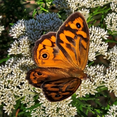 Heteronympha merope (Common Brown Butterfly) at Goulburn, NSW - 21 Nov 2024 by trevorpreston