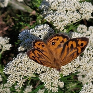 Heteronympha merope at Goulburn, NSW - 22 Nov 2024