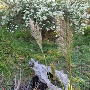 Austrostipa densiflora at Goulburn, NSW - 22 Nov 2024