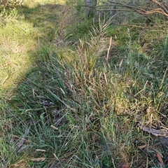 Austrostipa densiflora at Goulburn, NSW - 22 Nov 2024