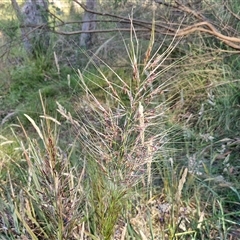 Austrostipa densiflora at Goulburn, NSW - 22 Nov 2024