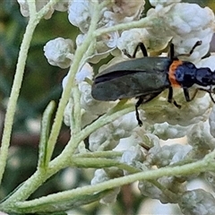 Chauliognathus lugubris (Plague Soldier Beetle) at Goulburn, NSW - 21 Nov 2024 by trevorpreston