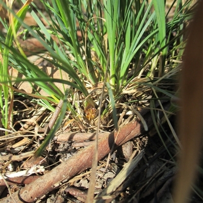 Lomandra nana at Beaumaris, VIC - 3 Dec 2016 by JasonPStewartNMsnc2016