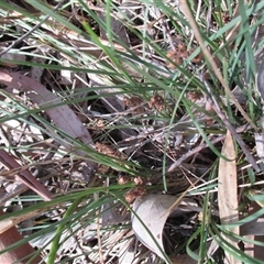Lomandra nana at Beaumaris, VIC - 3 Dec 2016 03:49 PM