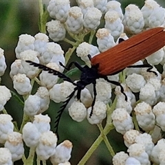 Porrostoma rhipidium (Long-nosed Lycid (Net-winged) beetle) at Goulburn, NSW - 21 Nov 2024 by trevorpreston