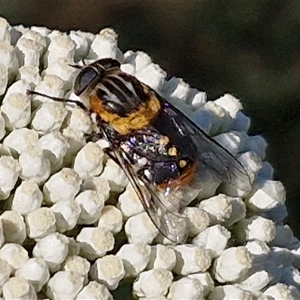 Scaptia (Scaptia) auriflua (A flower-feeding march fly) at Goulburn, NSW by trevorpreston