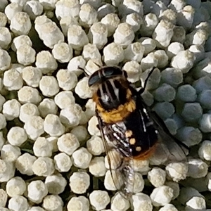 Scaptia (Scaptia) auriflua at Goulburn, NSW - 22 Nov 2024 07:24 AM