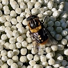 Scaptia (Scaptia) auriflua at Goulburn, NSW - 22 Nov 2024 07:24 AM