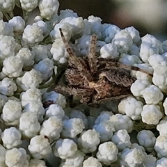 Araneinae (subfamily) (Orb weaver) at Goulburn, NSW - 21 Nov 2024 by trevorpreston