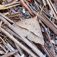 Epidesmia hypenaria (Long-nosed Epidesmia) at Goulburn, NSW - 21 Nov 2024 by trevorpreston