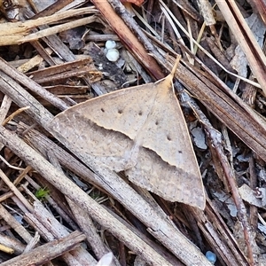 Epidesmia hypenaria at Goulburn, NSW - 22 Nov 2024 07:18 AM