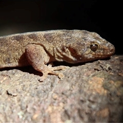 Christinus guentheri (Lord Howe Island Southern Gecko) at Lord Howe Island, NSW - 22 Dec 2021 by MichaelBedingfield