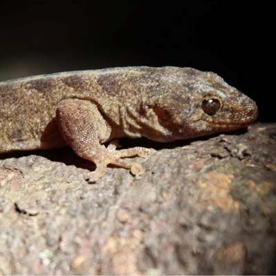 Christinus guentheri (Lord Howe Island Southern Gecko) at Lord Howe Island, NSW - 22 Dec 2021 by MichaelBedingfield