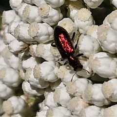 Phlogistus sp. (genus) (Clerid beetle) at Goulburn, NSW - 21 Nov 2024 by trevorpreston