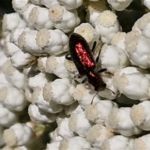 Phlogistus sp. (genus) (Clerid beetle) at Goulburn, NSW by trevorpreston