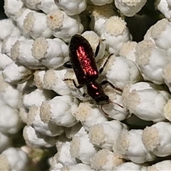 Phlogistus sp. (genus) at Goulburn, NSW - 22 Nov 2024 07:17 AM