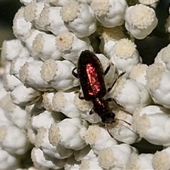 Phlogistus sp. (genus) at Goulburn, NSW - 22 Nov 2024 07:17 AM