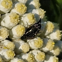 Mordella sp. (genus) (Pintail or tumbling flower beetle) at Goulburn, NSW - 21 Nov 2024 by trevorpreston