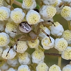 Thomisidae (family) (Unidentified Crab spider or Flower spider) at Goulburn, NSW by trevorpreston