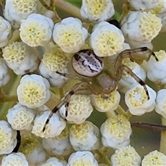 Thomisidae (family) at Goulburn, NSW - 22 Nov 2024 07:14 AM