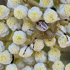 Thomisidae (family) at Goulburn, NSW - 22 Nov 2024 07:14 AM