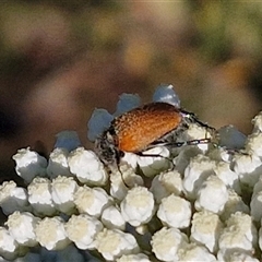 Phyllotocus rufipennis at Goulburn, NSW - 22 Nov 2024