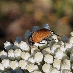 Phyllotocus rufipennis at Goulburn, NSW - 22 Nov 2024