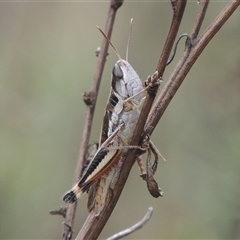 Macrotona australis at Conder, ACT - 7 Jan 2024 by MichaelBedingfield