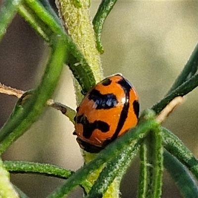 Coccinella transversalis (Transverse Ladybird) at Goulburn, NSW - 21 Nov 2024 by trevorpreston