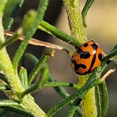 Coccinella transversalis at Goulburn, NSW - 22 Nov 2024