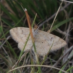 Scopula rubraria (Reddish Wave, Plantain Moth) at Conder, ACT - 7 Jan 2024 by MichaelBedingfield