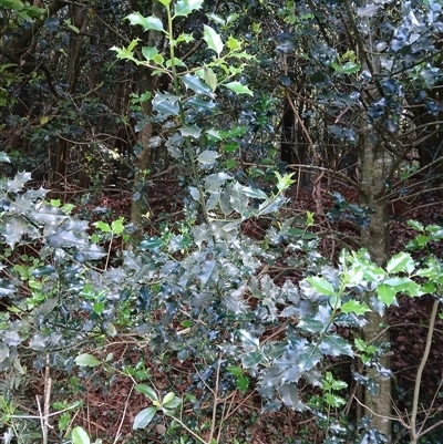 Ilex aquifolium (Holly) at Robertson, NSW - 21 Nov 2024 by plants