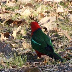 Alisterus scapularis (Australian King-Parrot) at Yarralumla, ACT - 14 Aug 2014 by Jennybach