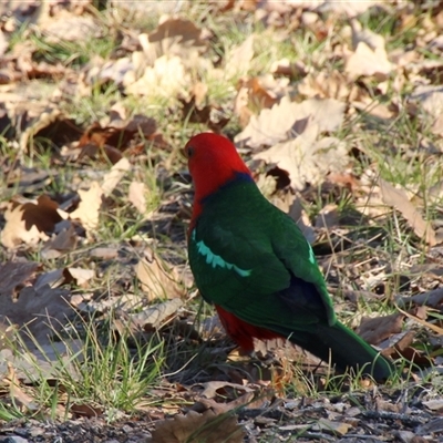 Alisterus scapularis (Australian King-Parrot) at Yarralumla, ACT - 14 Aug 2014 by Jennybach