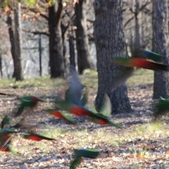 Alisterus scapularis at Yarralumla, ACT - 14 Aug 2014