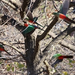 Alisterus scapularis at Yarralumla, ACT - 14 Aug 2014