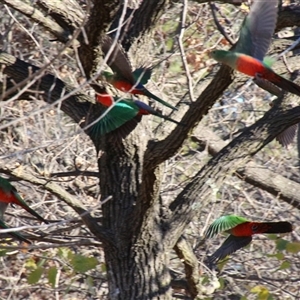 Alisterus scapularis at Yarralumla, ACT - 14 Aug 2014