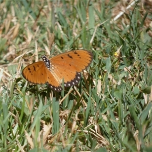 Acraea terpsicore at McKellar, ACT - 22 Nov 2024