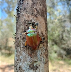 Anoplognathus viriditarsis (Green-footed Christmas beetle) at Orangeville, NSW - 21 Nov 2024 by belleandjason